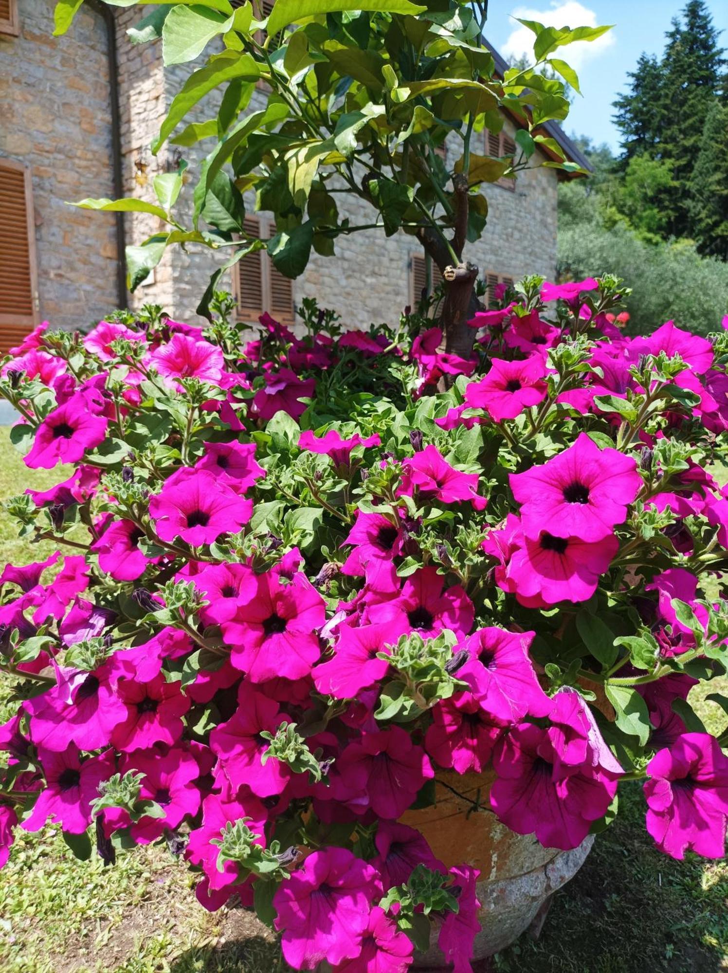Villa Camelia Tuscany ペーシャ エクステリア 写真